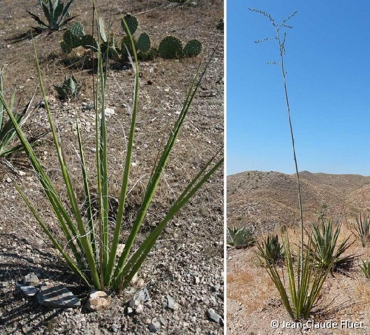 Hesperaloe funifera ©JC Fluet  9094